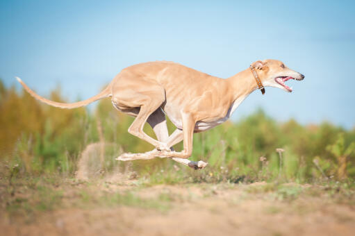 A healthy greyhound at full pace