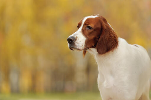 A close up of an irish setter's wonderful, soft coat