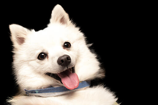 A close up of a japanese spitz's beautiful beady eyes and pointed ears