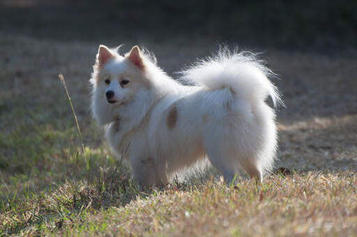 A healthy adult japanese spitz with a thick soft coat and bushy tail