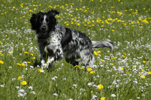 A large munsterlander enjoying a walk through a field of wild flowers