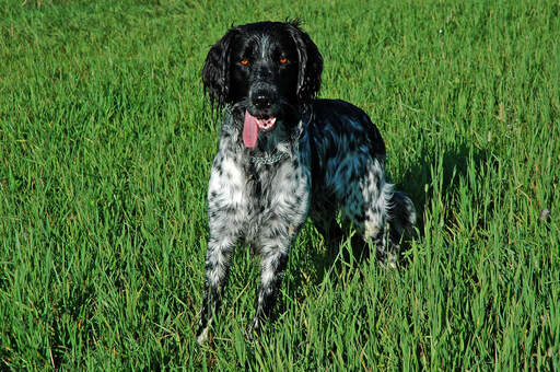 A youthful large munsterlander enjoying a country walk