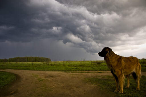 A leonberger standing tall, showing off it's muscular physique