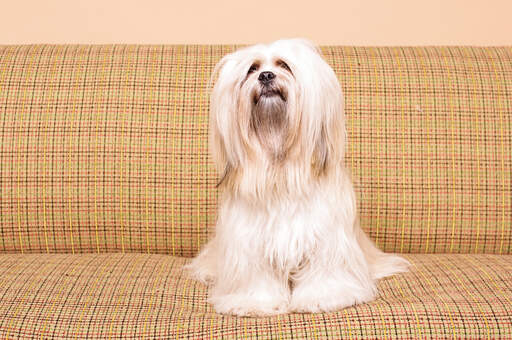 A lhasa apso with a lovely, long, soft coat, sitting up on the sofa