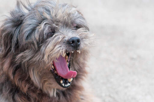 An adult lhasa apso yawning, showing off it's lovely, little teeth