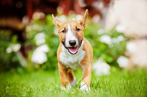 A lovely, young adult miniature bull terrier with a beautiful, soft coat