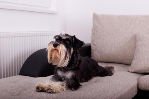 A miniature schnauzer with a lovely, long beard, lying on the sofa