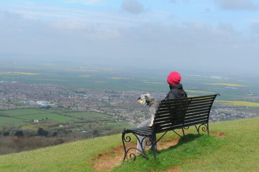 A healthy, adult miniature schnauzer, resting on a bench with it's owner