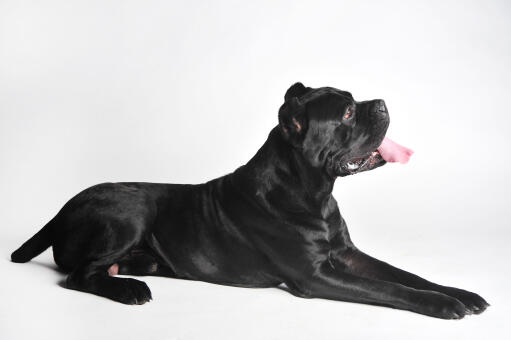 A lovely little neapolitan mastiff puppy, with a thick, healthy black coat