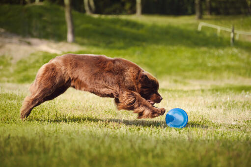 A healthy newfoundland with a beautiful long coat, bounding after a toy