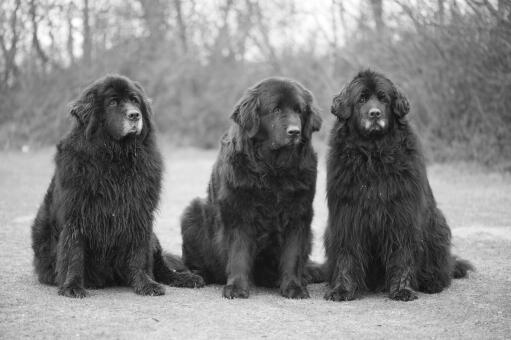 Three adult newfoundlands sitting patiently together