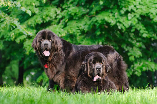 Two wonderful adult newfoundlands, resting in the grass together