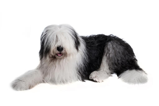 A maturing traditional black and white old english sheepdog showing off its fringe