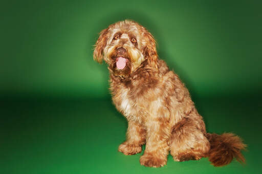 A handsome otterhound with a thick light brown coat