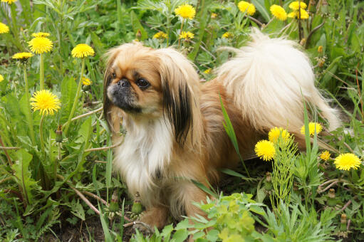 A young pekingese with a beautiful bushy tail and well groomed ears