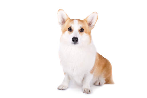 A beautiful adult pembroke welsh corgi sitting neatly with it's ears perked