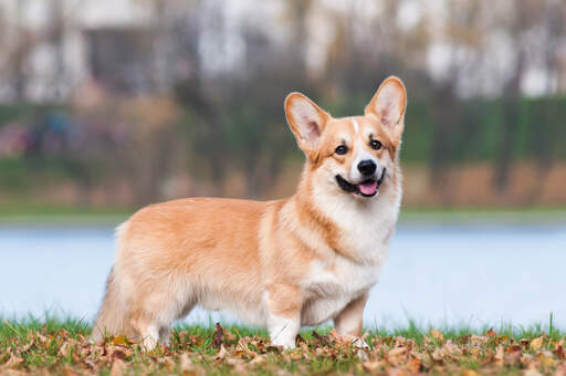 A beautifull pembroke welsh corgi, showing off it's short legs and lovely, long body