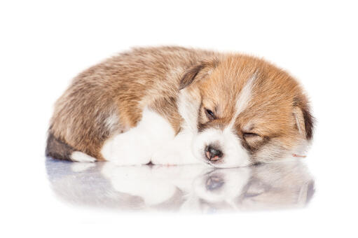 A GorGeous little pembroke welsh corgi having a nap