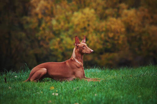 A wonderful adult pharaoh hound resting, lying neatly in the grass