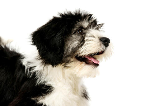 A close up of a polish lowland sheepdog's incredible soft coat