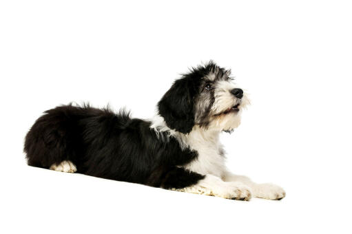 A lovely black and white polish lowland sheepdog