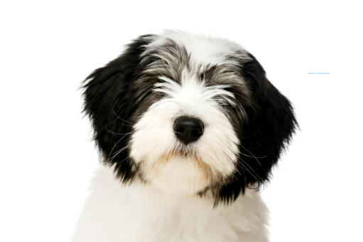 The cute fluffy face of a polish lowland sheepdog with a black button nose