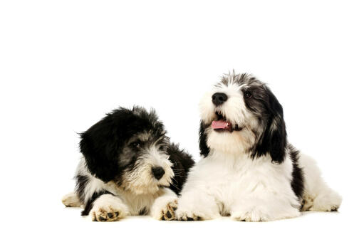 Two polish lowland sheepdogs lying down waiting patiently for some attention