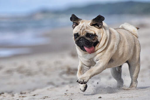 A pug sprinting at full pace with it's tongue out