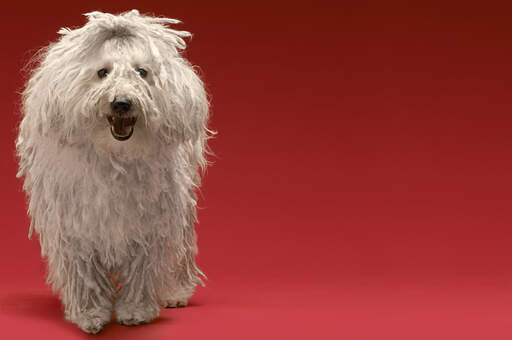 A komondor's beautiful little face and long, white coat