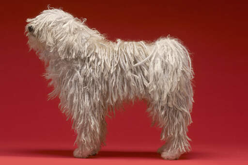 A komondor standing tall, showing off it's incredible long legs