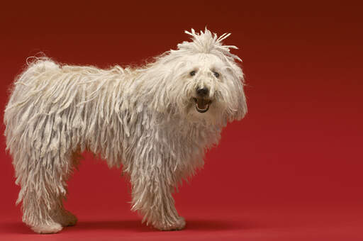 A healthy adult komondor with a beautifully groomed thick, white coat