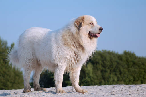 A healthy, strong, adult pyrenean mountain dog standing tall