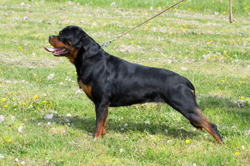 A rottweiler's incredible, muscular body