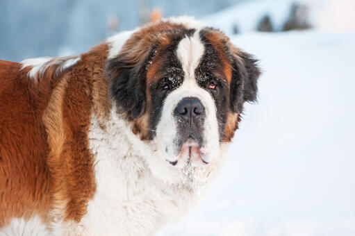 Long coat st bernard hotsell