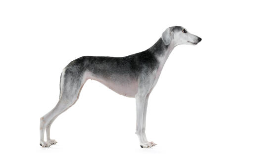 A beautiful bitch saluki standing tall, showing off its healthy, slender physique