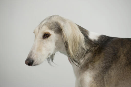 A close up of a saluki's incredibly soft, light coat