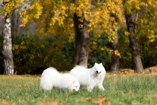 Two samoyed enjoying each others company outside