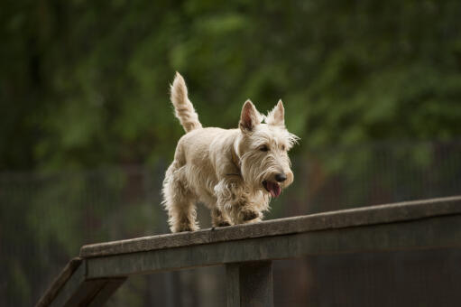 A scottish terrier enjoying some exercise on the agiligy equipment