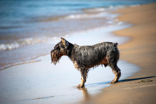 A soaking wet scottish terrier enjoying some exercise in the water