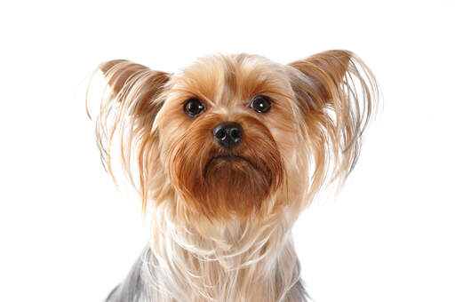 A close up of a silky terrier's incredibly groomed coat and pointed ears