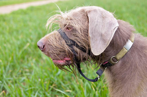 A close up of a slovakian rough haired pointer's wonderful scruffy beard