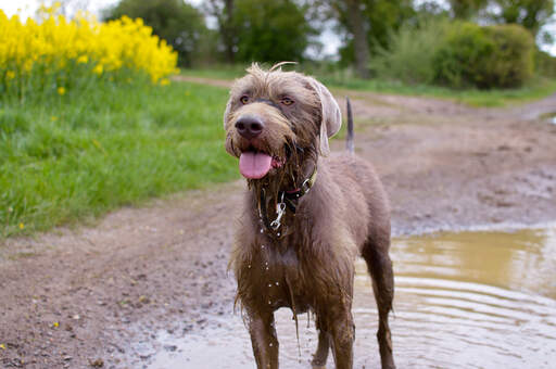 A healthy adult slovakian rough haired pointer playing outside in the wet