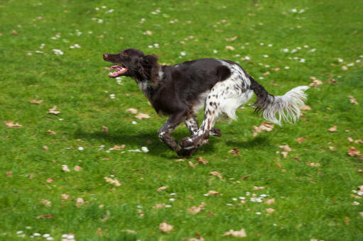 The wonderful small munsterlander running at full pace