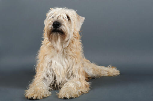A soft coated wheaten terrier lying neatly, wanting some attention