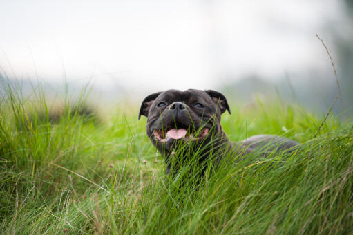 A black staffordshire bull terrier resting in the long grass