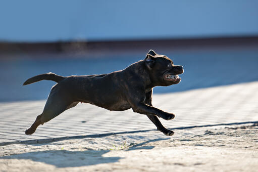 How fast can a staffordshire sales bull terrier run