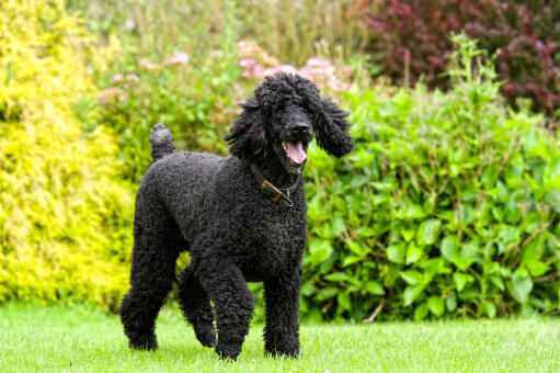 A standard poodle slowly trotting towards it's owner