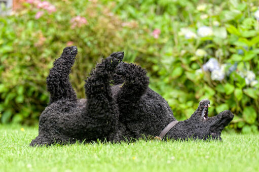 An excited standard poodle rolling around on the grass