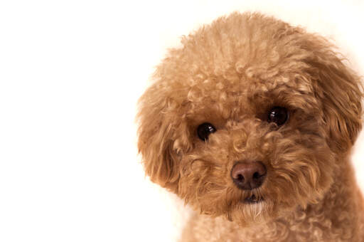A close up of a toy poodle's beautiful soft coat and little button eyes