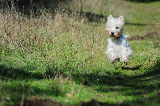 A healthy, young west highland terrier bounding through the grass